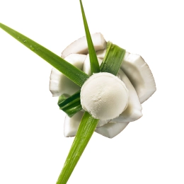 Coconut Sorbet